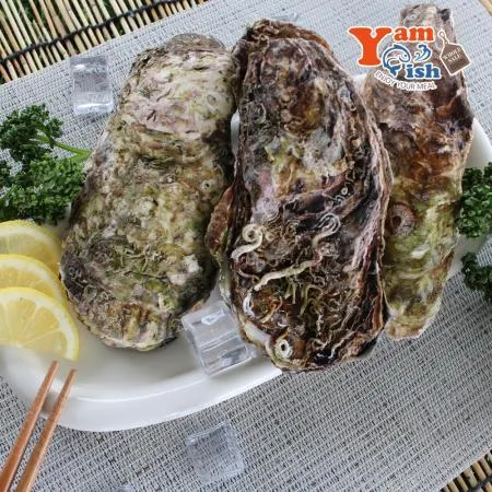 삼배체굴 큰굴 석화 3kg 생물 이미지