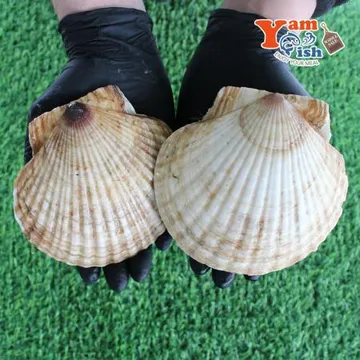 대왕 참가리비 1kg 5-6미 일본산 생물