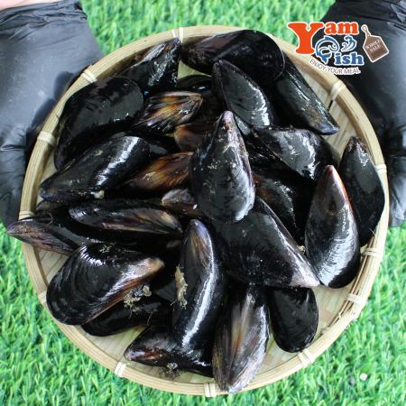 국내산 홍합 3kg 생물