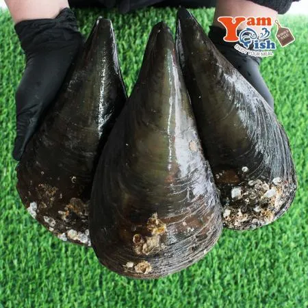 생물 키조개 미니 소 1마리 캠핑 조개구이