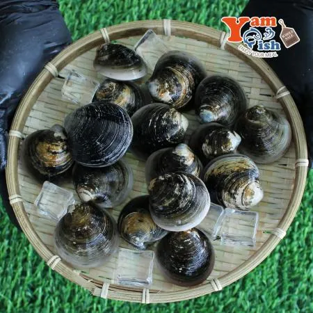 서해 자연산 모시조개 1kg 흑모시 생물 이미지