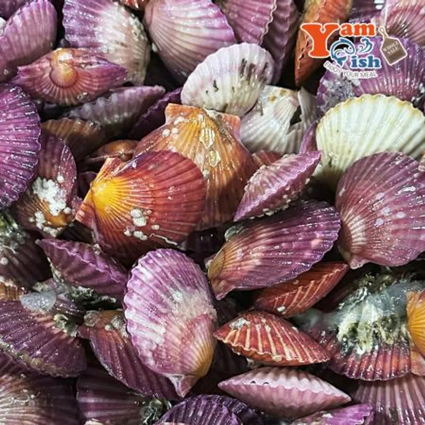 통영 홍가리비 대사이즈 1kg 17-18미 이미지