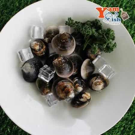 서해 자연산 흑모시조개 2kg 흑모시 생물 이미지