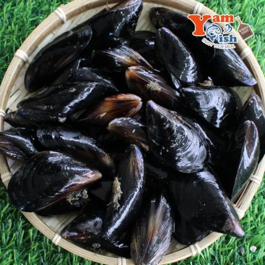 국내산 홍합 3kg 생물 이미지