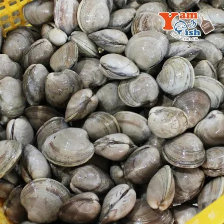 백상합 500알 백합 조개 소 3kg 생물 이미지