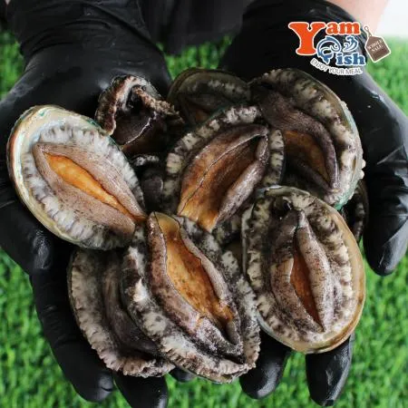 완도 활 전복 2kg (1kg 25미)