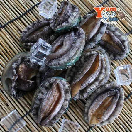 완도 활 전복 1kg 25미 이미지