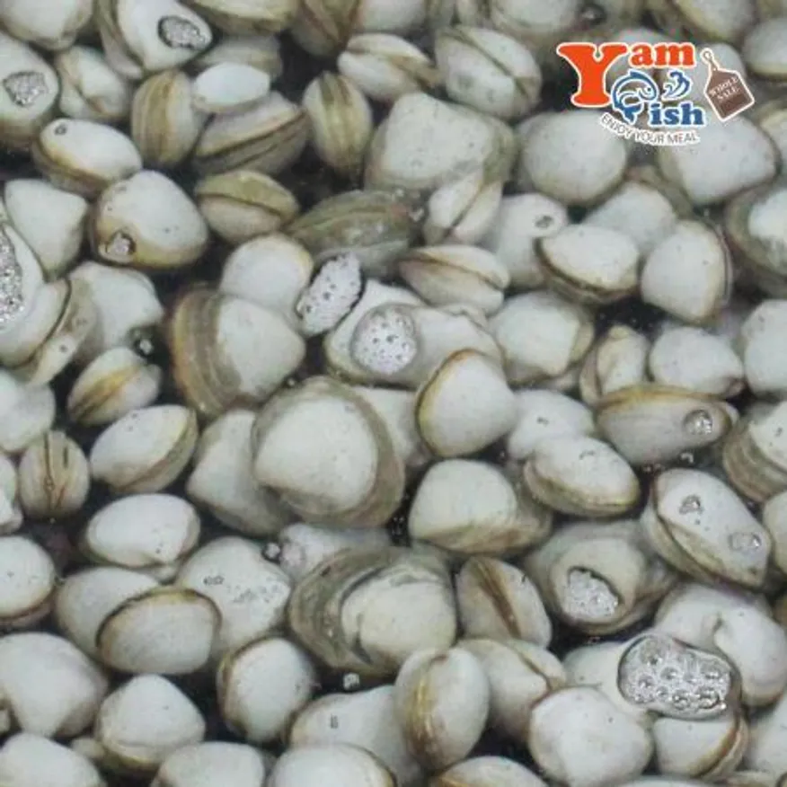 서해 자연산 동죽조개 1kg 생물 이미지