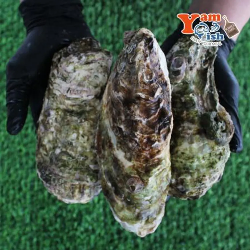 삼배체굴 큰굴 석화 2kg 생물 이미지