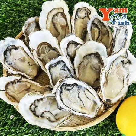 통영 굴 하프쉘 30미 내외 석화 반각굴 생굴회 이미지