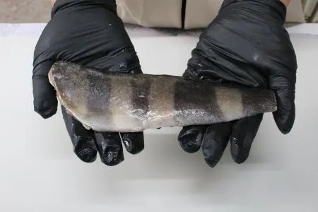 손질된 임연수 필렛 2KG