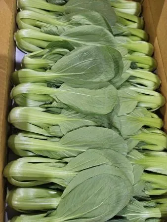 청경채 3.8~4kg 1박스 한박스 [가락시장]