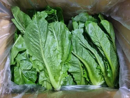통로메인 상추 2kg 1박스
