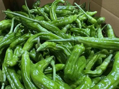 꽈리고추 300g [가락시장]