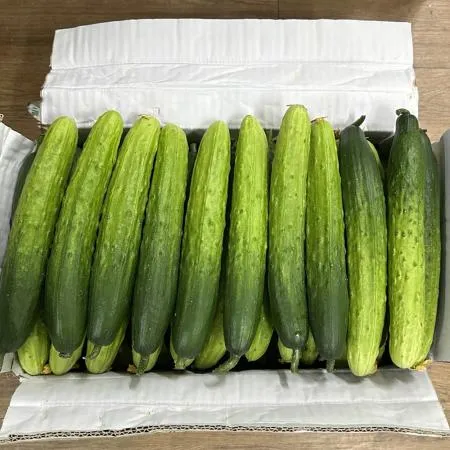다다기 백오이(특) 2kg 국내산