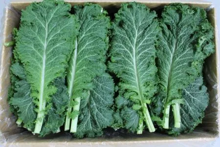 겨자잎 청겨자잎 300g [가락시장]