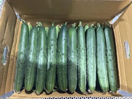 청오이 1박스 (약 10kg) [가락시장]