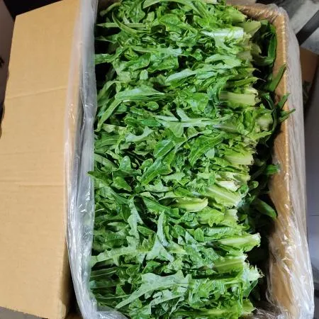청오크 오크잎 쌈채소  2kg 1박스