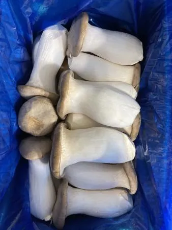 새송이 버섯 2kg 한박스 [가락시장]