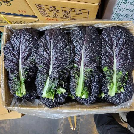 적겨자잎 적겨자 300g [가락시장]