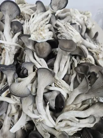 느타리 손질 버섯  1kg (국내산)