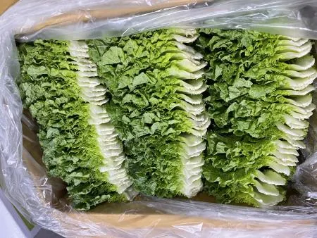 쌈배추 쌈추 쌈채소 1kg 1박스