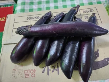 가지 10개 1.5kg 내외 [가락시장]