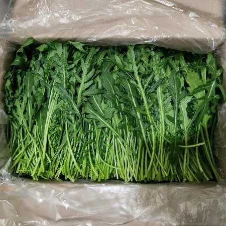 와일드루꼴라 베이비루꼴라 1kg 1박스 [가락시장]