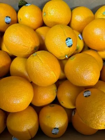 오렌지 1개(160~180g)