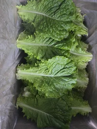 청상추 4kg 1박스