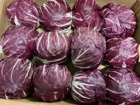 라디치오 1개(300g 내외) [가락시장]