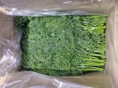 딜 허브딜 100g [가락시장]