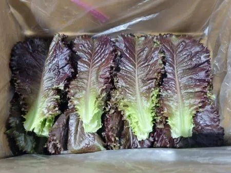 적로메인 상추 300g [가락시장]