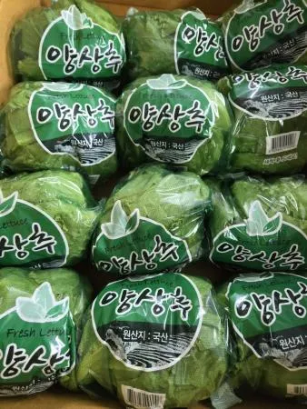 양상추 12개  (국내산) [가락시장]