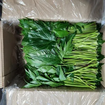 당귀잎 쌈채소 1kg 1박스 [가락시장]
