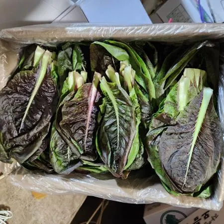 초록색 치콘 잎치콘1박스 (1.8kg-2kg)