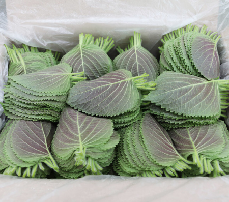 찹찹이 깻잎 벌크 1kg