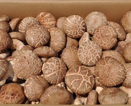 표고버섯 수입 4kg 2LV