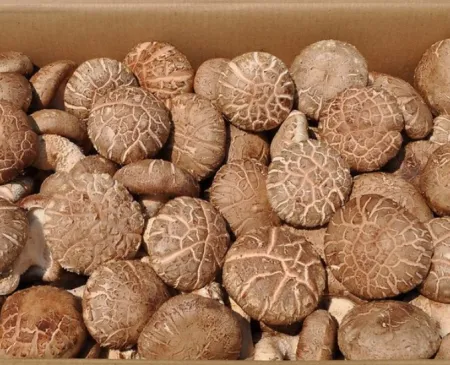 표고버섯 수입 4kg 2LV