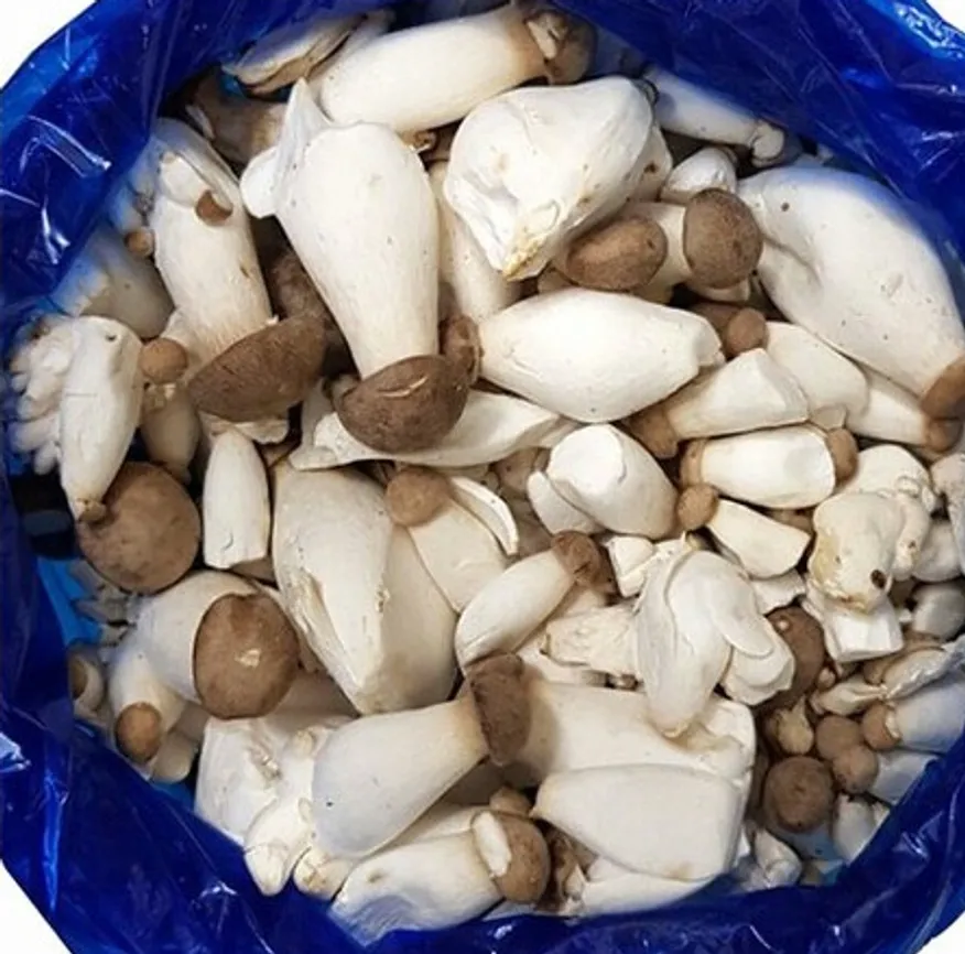 콩알 새송이버섯 2kg 총알 중 조림 이미지