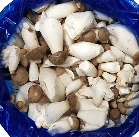 콩알 새송이버섯 2kg 총알 중 조림