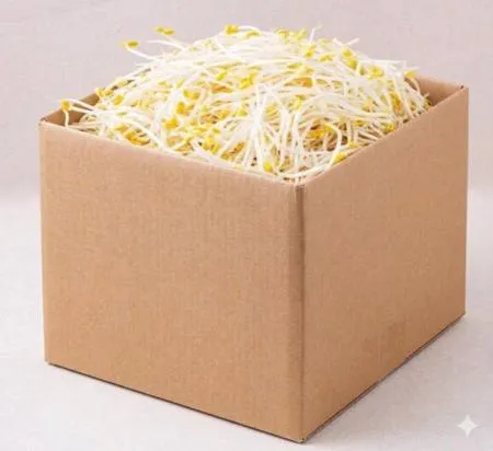 곱슬이 콩나물 3.5kg [19시까지 주문]