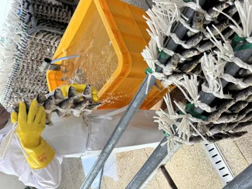 영광 법성포 해풍건조 보리굴비 특대 3마리 최소 750g 이미지