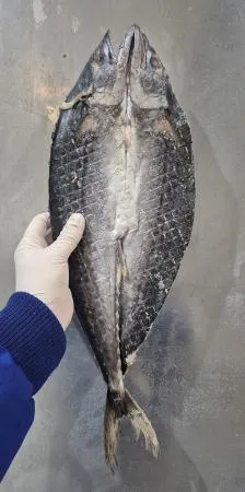 업소용 국내산 삼치 버터플라이(대) 500/650g 20미 이미지