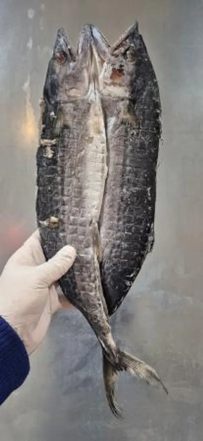 업소용 국내산 삼치 버터플라이(중) 400/500g 10미 이미지