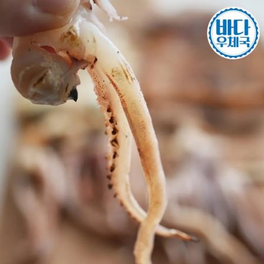 피데기 반건조 오징어 소 10미 (850g~1.1kg) 원양산 국내생산 이미지