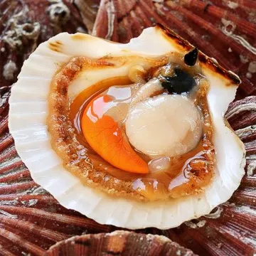 당일 조업 경남 통영 홍가리비 2kg