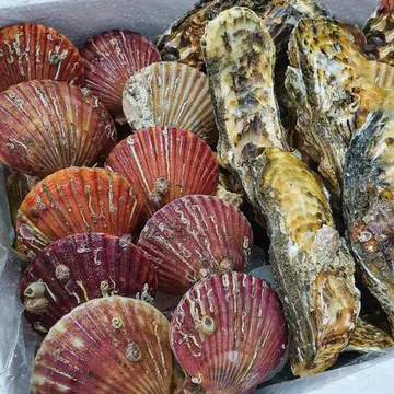 세척 석화 가리비 석가세트B 석화 6KG + 가리비 2KG + 초장 2개