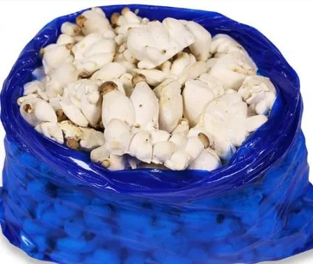 총알새송이(소) 2kg[봉]