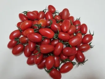 대추방울토마토(중) 750g [팩]